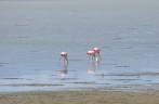 Flamingos em um lago na Terra do Fogo chilena